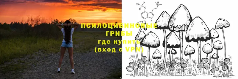 Псилоцибиновые грибы Psilocybine cubensis  Минусинск 